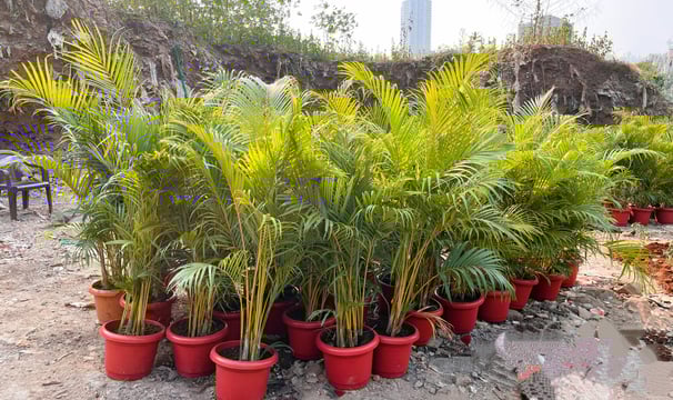 palm tree
