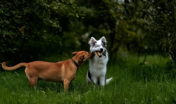Yeşil çimde oyun oynayan iki mutlu köpek, sağlıklı ve enerjik bir yaşam sürüyor.