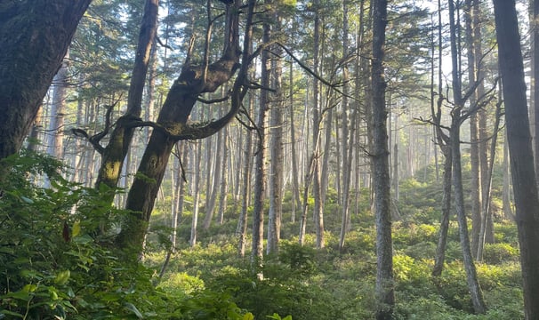 A forest scene showing dawn light illuminating the understory.