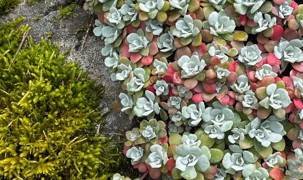 Image of a rock covered with green moss and broadleaf stonecrope.