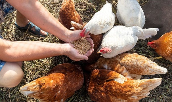 Chicken feeding at Casa Candali farmstay