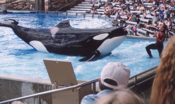 Inside SeaWorld Trainer Dawn Brancheau’s Death In The Jaws Of A Killer Whale