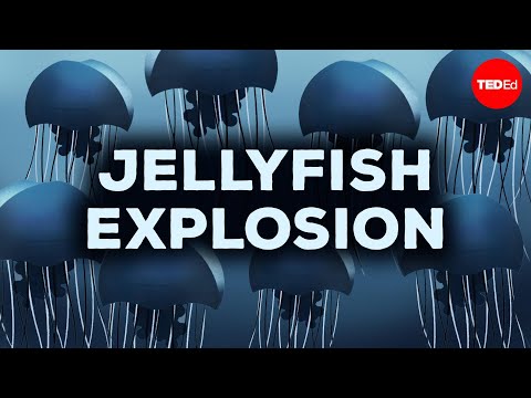 The One Thing Stopping Jellyfish From Taking Over