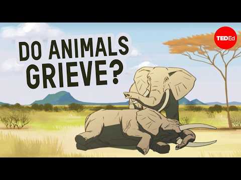 Can other animals understand death?