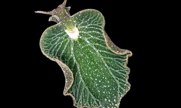 The Fantastically Weird World of Photosynthetic Sea Slugs