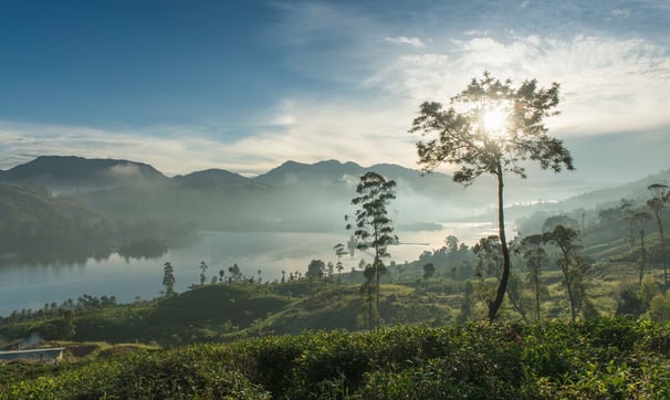 Luminisle Sri Lanka Ceylon Tea Trail
