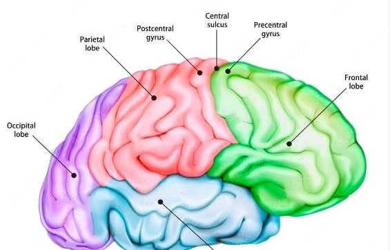 a diagram of a brain map of the brain