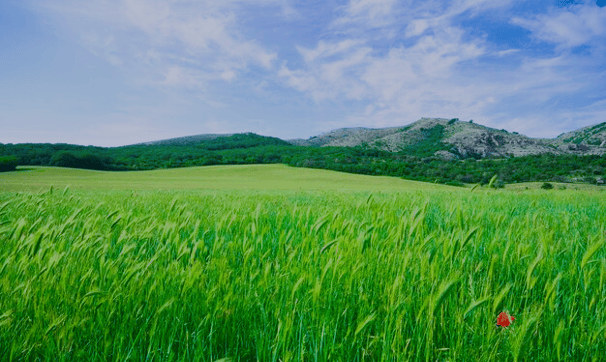 nature