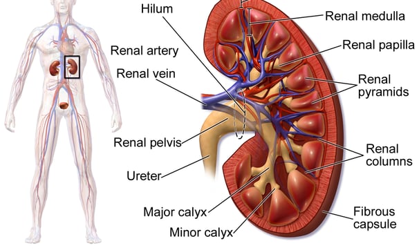 kidney