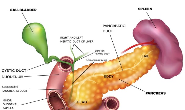 a pancreas