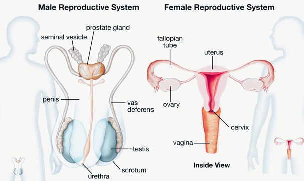 prostate