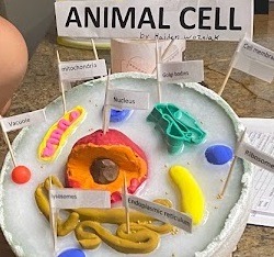 Animal Cell Project 7th grade wax for glue