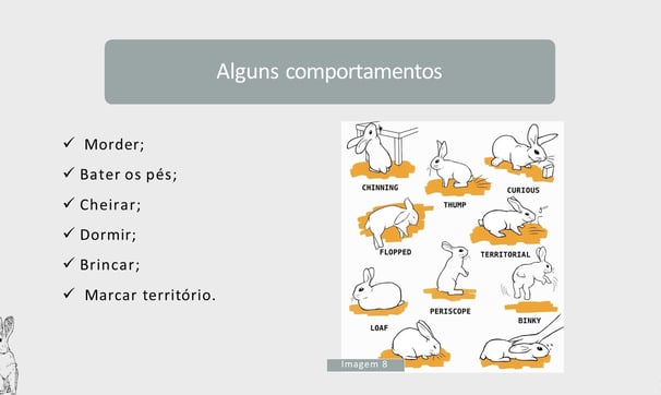 Comportamento dos coelhos