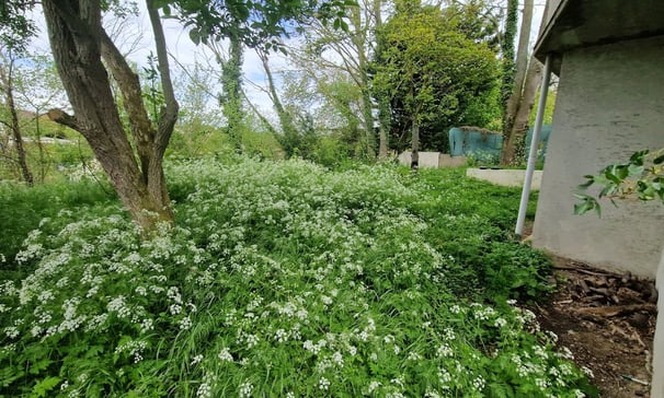 Jardin en friche avec mauvaises herbes