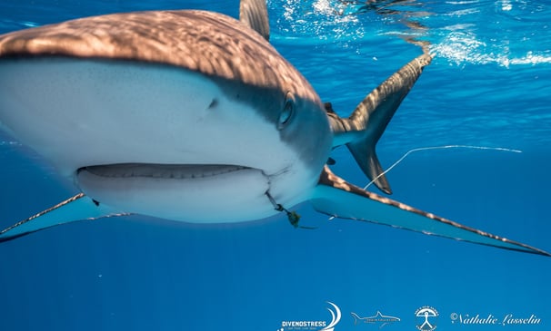 Requin peau bleu avec hamecon dans la bouche