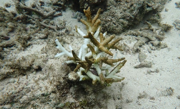 Same coral colony - dead in June 2025