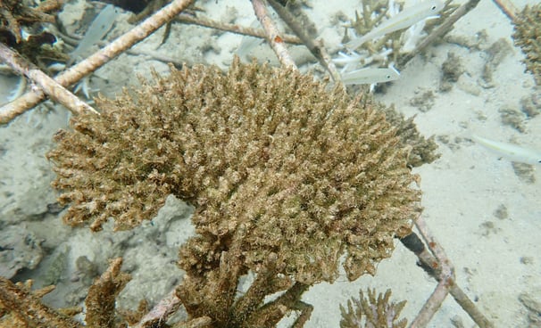 Same coral colony - dead in June 2025