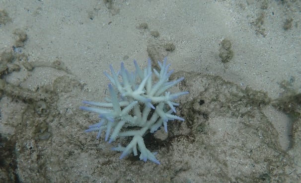 Bleached Acropora colony in coral gardens in St Felix (Mar 2025)