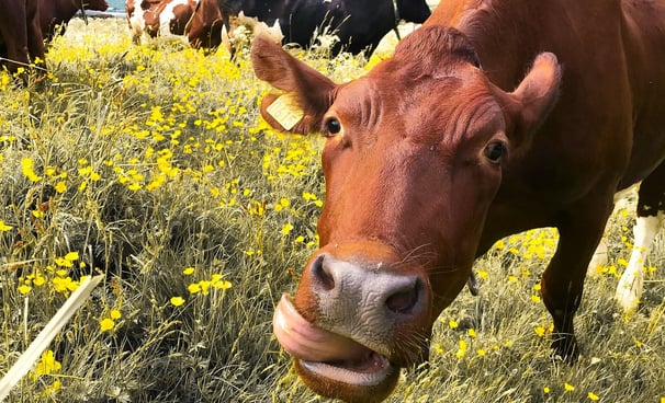 a cow is standing in a field of flowers