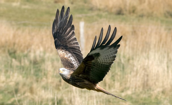 Red Kite Dumfries and Galloway Kite Trail