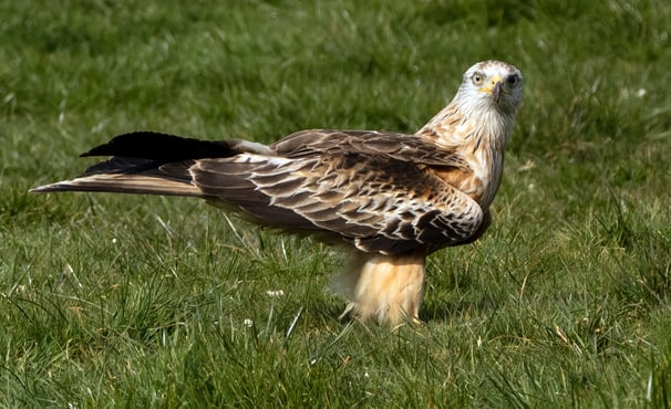 Red Kite Gigrin Farm Red Kite Centre Wales