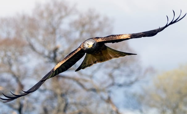 Red Kite Gigrin Farm Red Kite Centre Wales