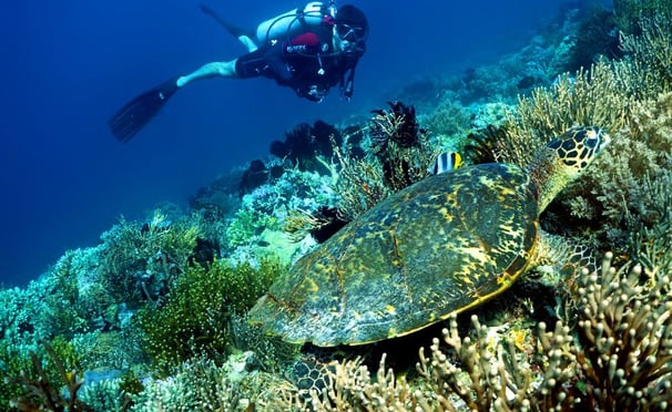 Mergulhador diante de uma bela tarataruga marinha em Bali -Indonésia