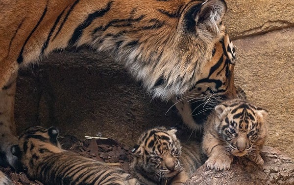 Nascimento de três filhotes da mais rara subespécie de tigre do mundo é muito celebrado - Por Suzana Camargo