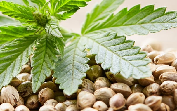 Cannabis Seeds Malta