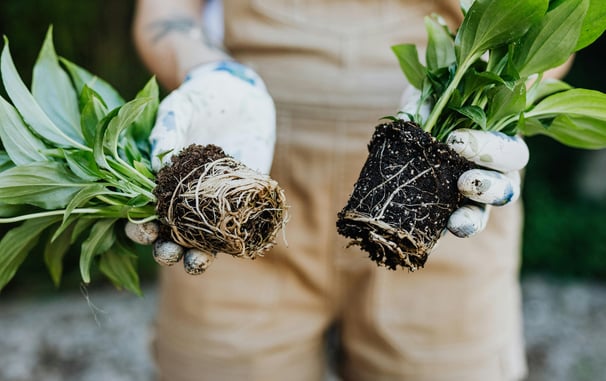 Plants removed from their plant pots to show the difference in root systems
