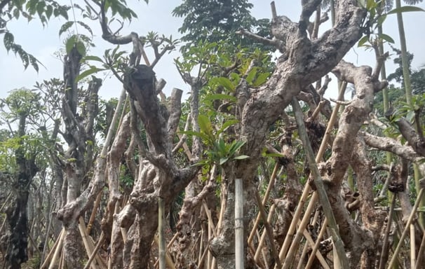 Pohon Pelindung