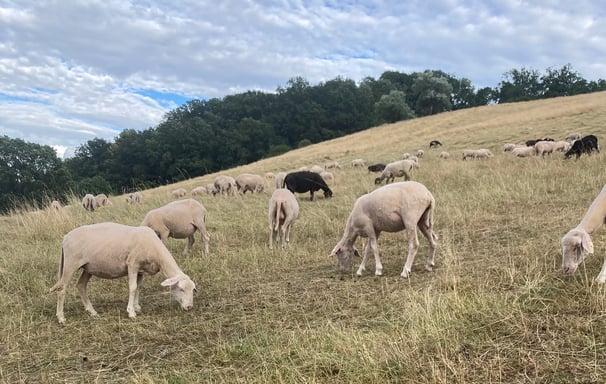 Die Merino Landschafe sind auf der Weide am Österberg