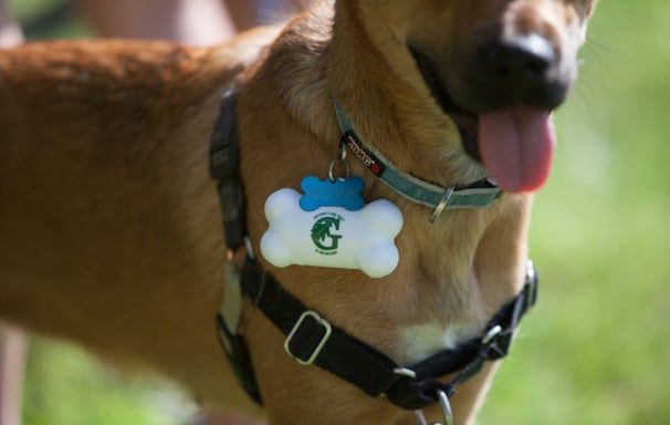 Close up of a dog wearing a bone-shaped stress ball with Greenbelt Land Trust logo on his collar