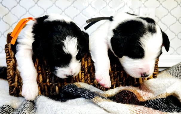 Bernedoodle Puppies