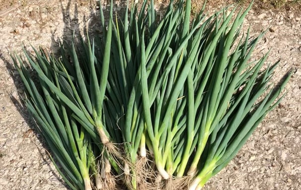 Our spring onions