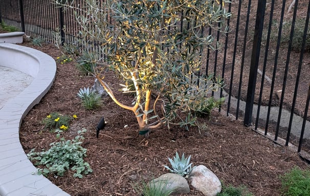 Coastal California plants