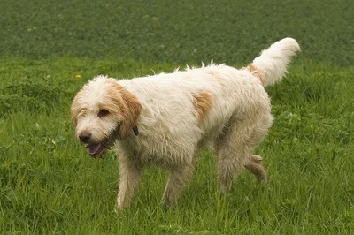 chien briquet griffon vendéen