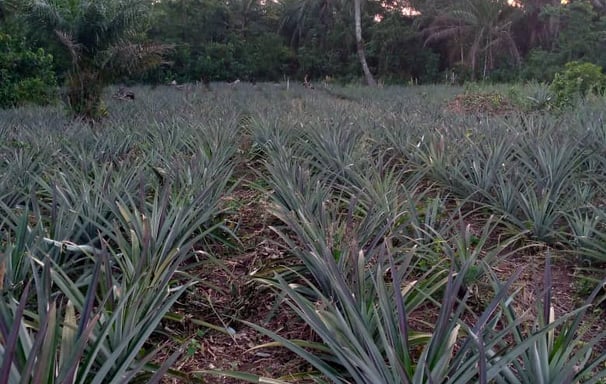 Champ d'ananas bio, un engagement vers la durabilite.