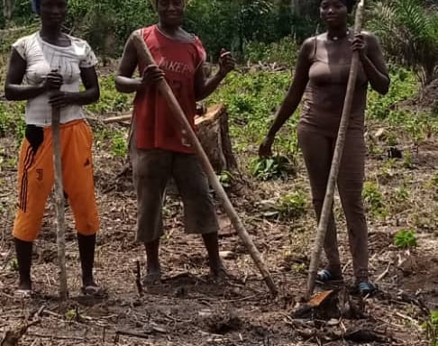 Processus de production de l'ananas bio à N’Zérékoré par l'entreprise NIMBA AGRO BUSINESS.