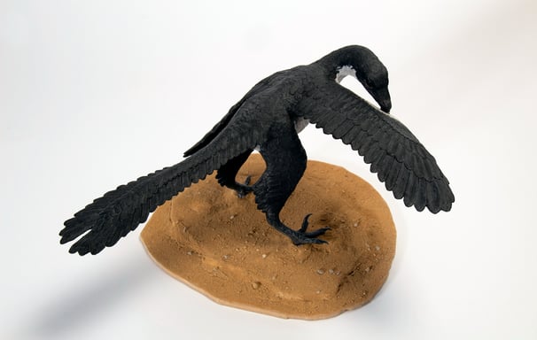 Archaeopteryx 11