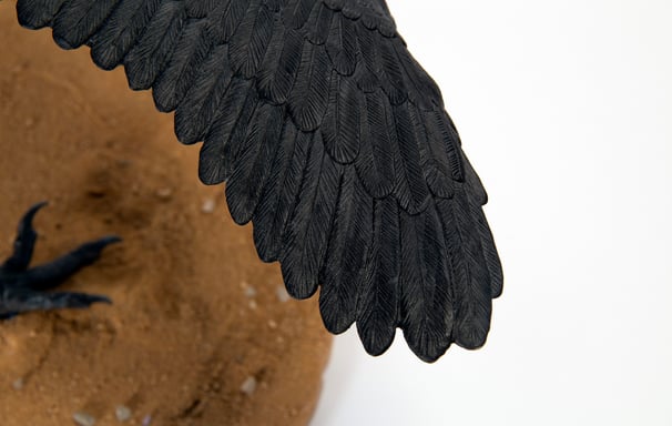 Archaeopteryx 5