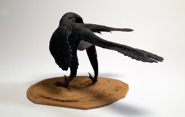 Archaeopteryx 4