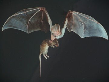 Ghost wing bat flying with mouse