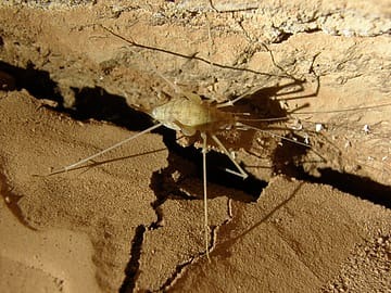 Cave Cricket Nullabor