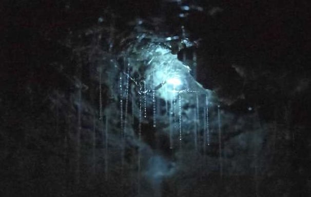 Glow worms in Tasmanian cave