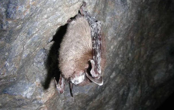 North American Little brown bat with white nose sydnrome