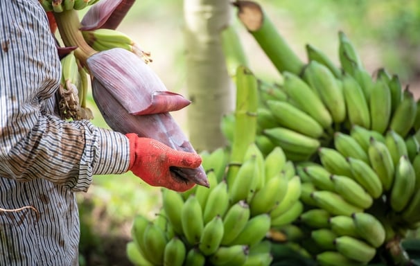 a man in a striped shirt is holding a banana peeler