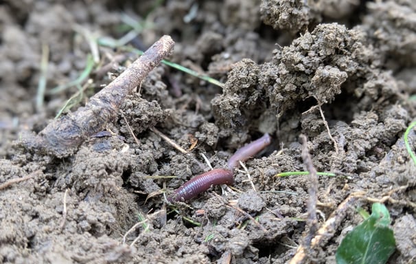 close up photo of a worm in dirt