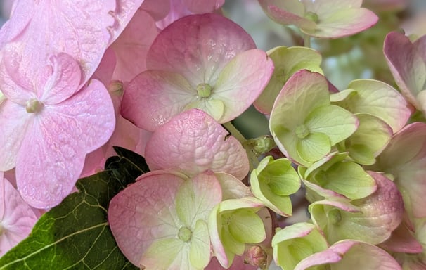 pink and green hydrangea flowers