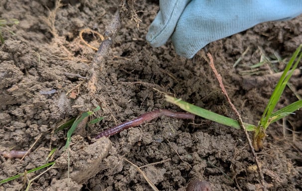 close up photo of a worm and a child's gardening glove